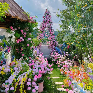 🌹Elegant Climbing Rose Flower Seeds |  ⭐⭐⭐⭐ 24,000+ REVIEWS