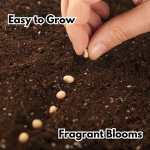 🌹Elegant Climbing Rose Flower Seeds |  ⭐⭐⭐⭐ 24,000+ REVIEWS