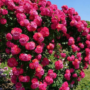 🌹Elegant Climbing Rose Flower Seeds |  ⭐⭐⭐⭐ 24,000+ REVIEWS