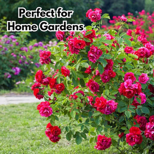 🌹Elegant Climbing Rose Flower Seeds |  ⭐⭐⭐⭐ 24,000+ REVIEWS