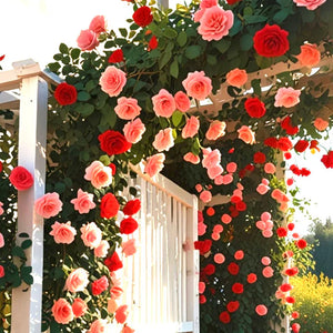 🌹Elegant Climbing Rose Flower Seeds |  ⭐⭐⭐⭐ 24,000+ REVIEWS